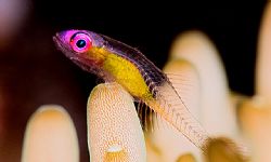 "I'm looking through you". Red-eye Gobi. D2x 105mm 2xtele... by Rand Mcmeins 
